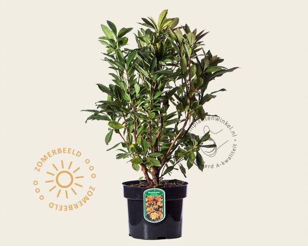 Rhododendron (AK) 'Gibraltar'