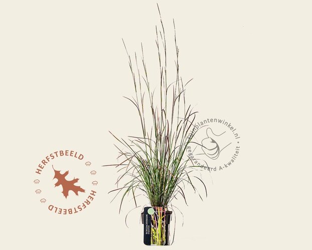 Schizachyrium scoparium 'Standing Ovation'