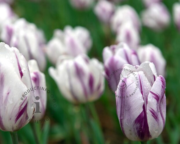 Tulipa 'Flaming Flag'