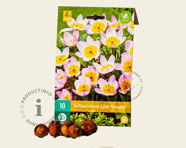 Tulipa bakeri 'Lilac Wonder'