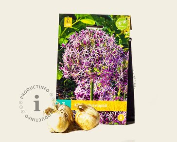 Allium christophii