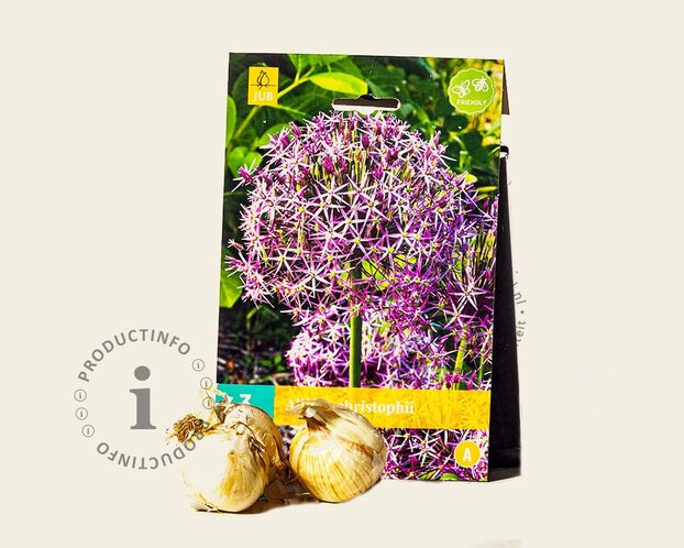 Allium christophii