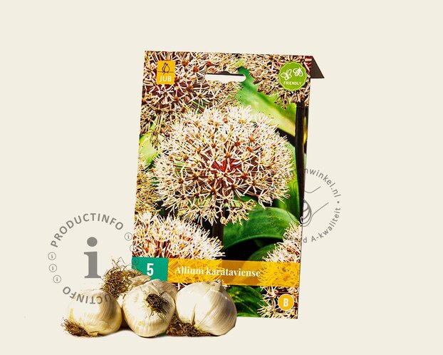Allium karataviense