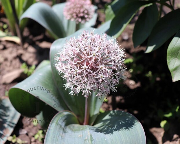 Allium karataviense