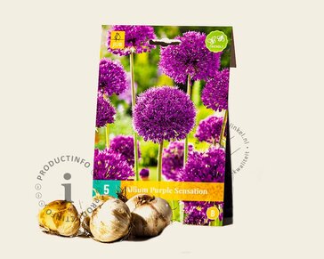 Allium 'Purple Sensation'