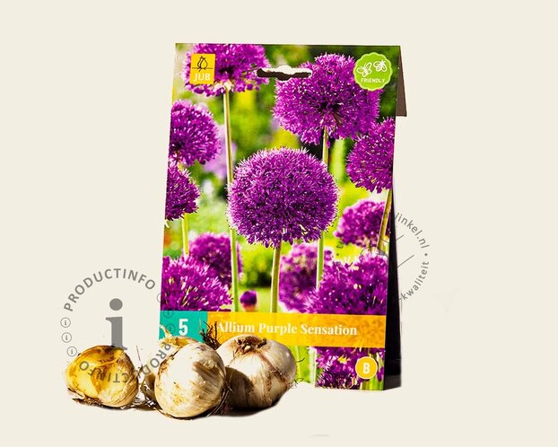 Allium 'Purple Sensation'