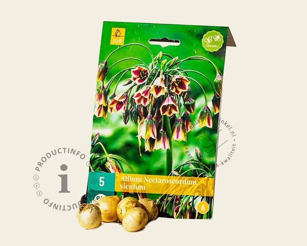 Allium siculum