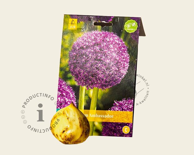 Allium 'Ambassador'