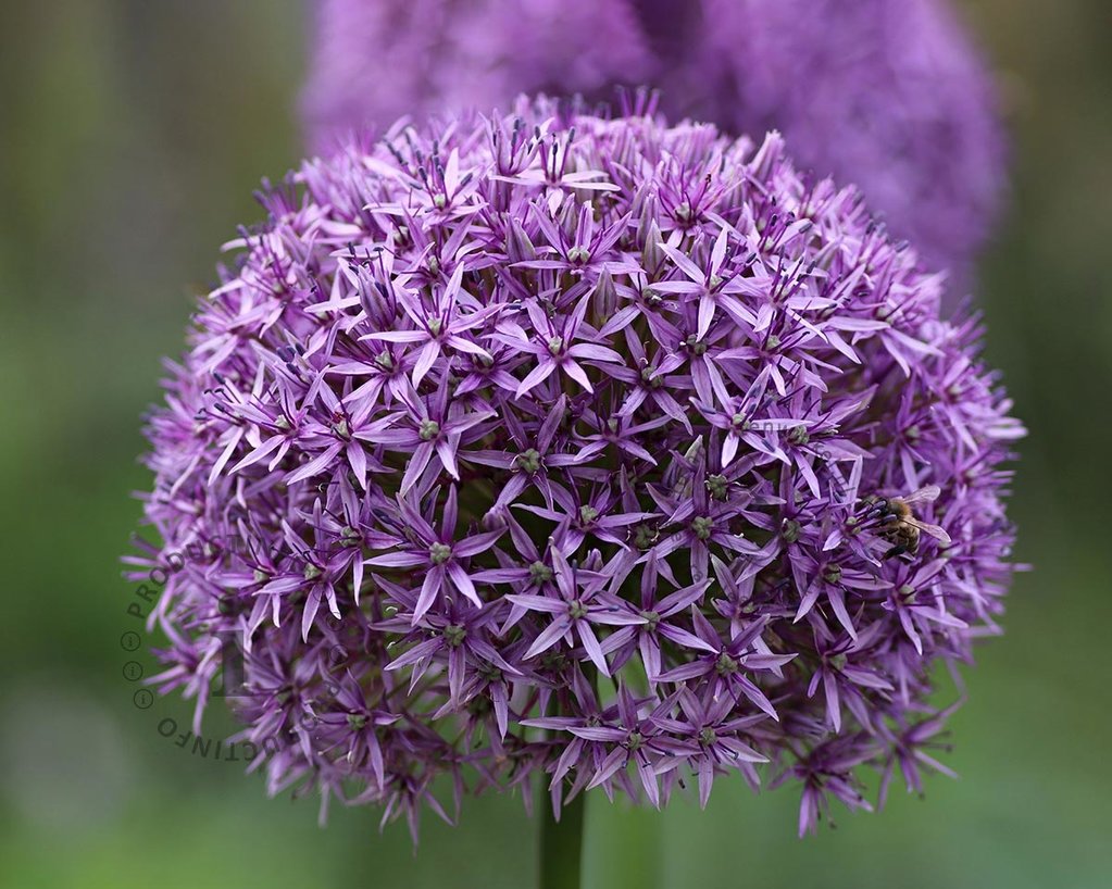 Allium 'Ambassador'