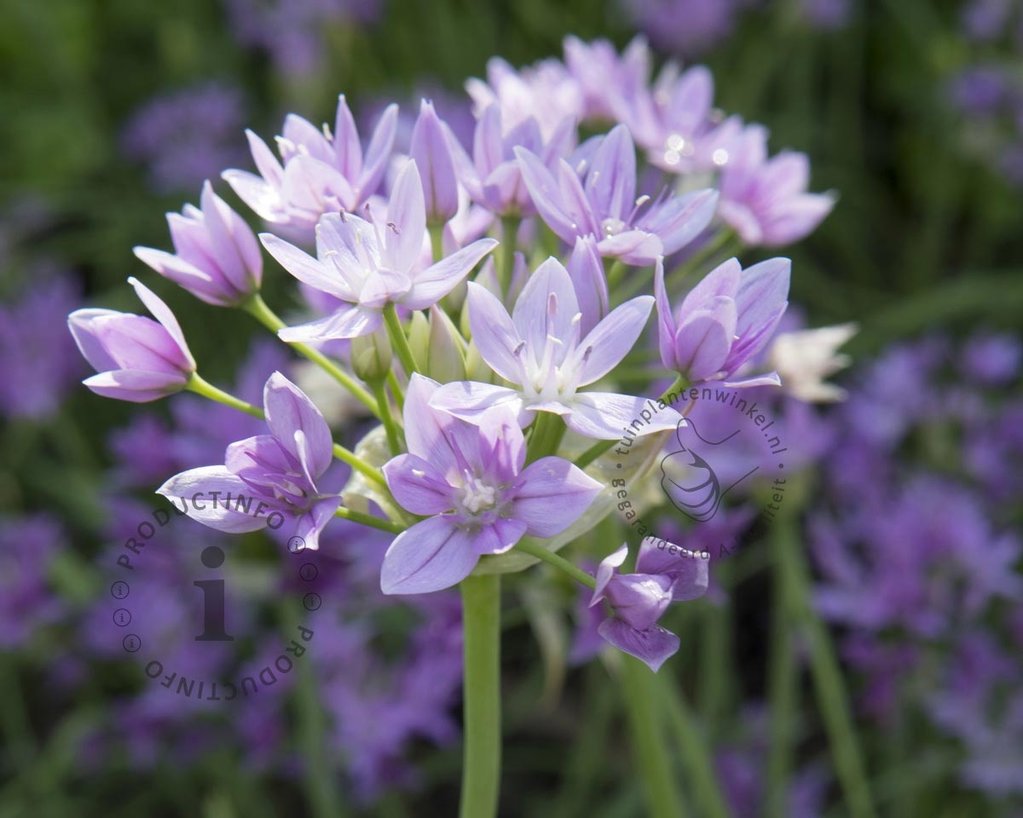 Allium 'Eros'