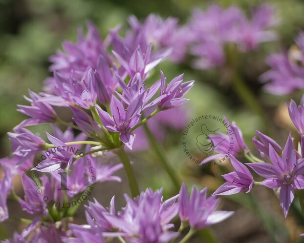 Allium 'Eros'