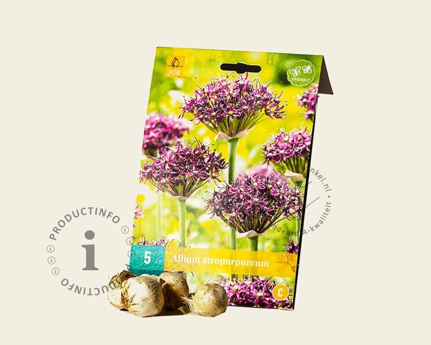 Allium atropurpureum
