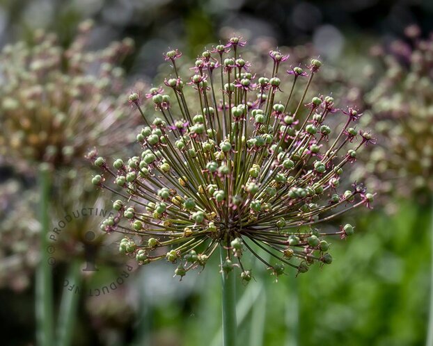 Allium atropurpureum