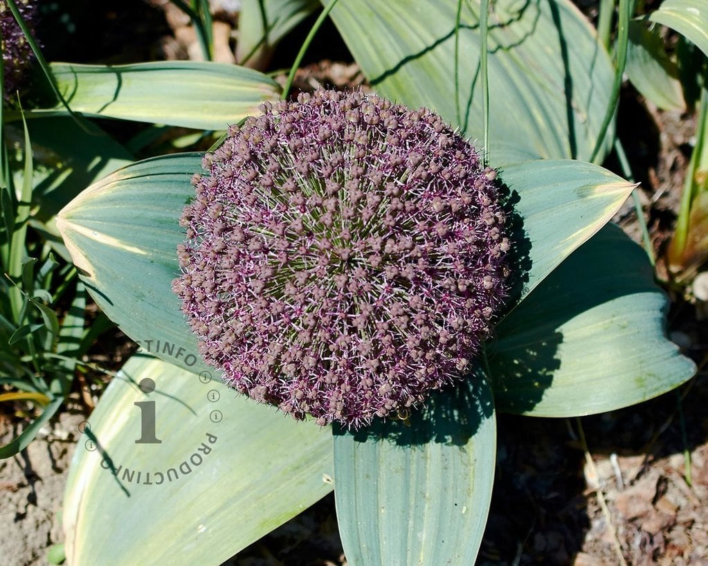 Allium 'Red Giant'