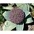 Allium 'Red Giant'