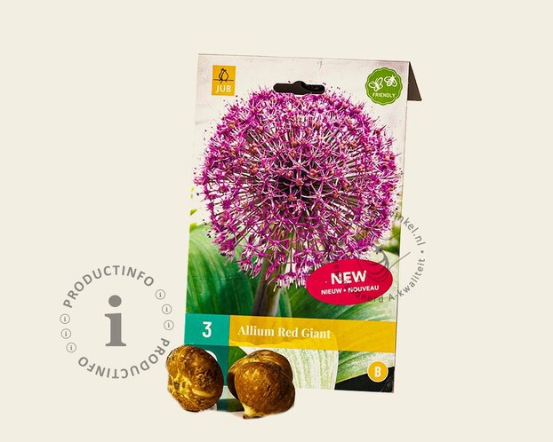 Allium 'Red Giant'