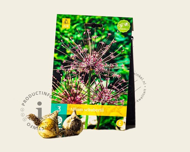 Allium schubertii