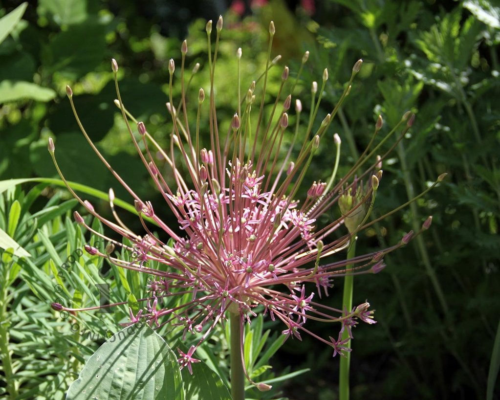 Allium schubertii