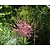 Allium schubertii