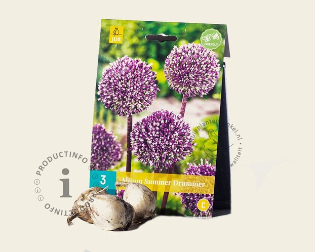 Allium 'Summer Drummer'