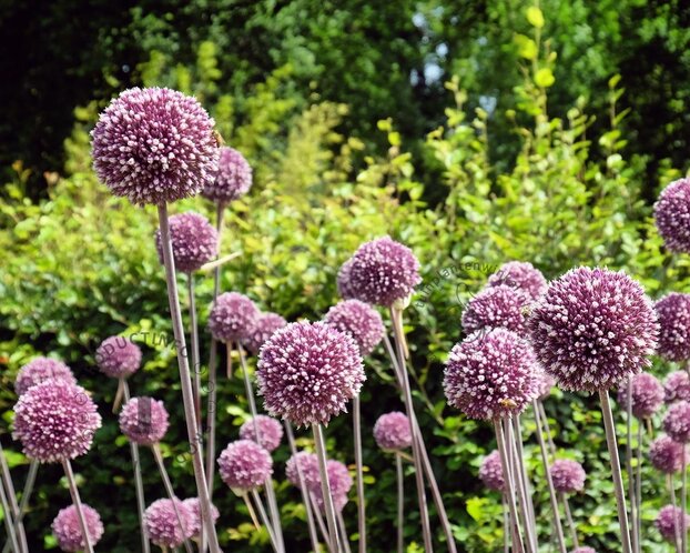 Allium 'Summer Drummer'