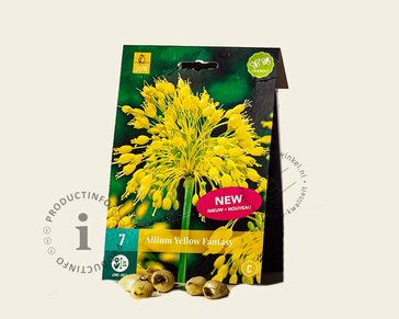 Allium 'Yellow Fantasy'