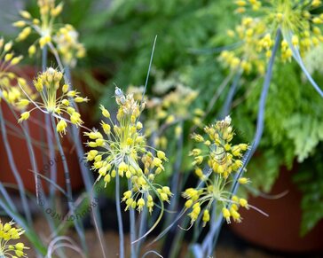Allium 'Yellow Fantasy'