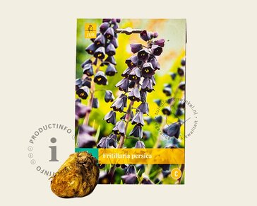 Fritillaria persica