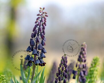 Fritillaria persica