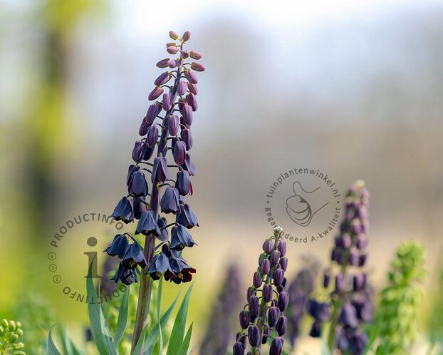 Fritillaria persica