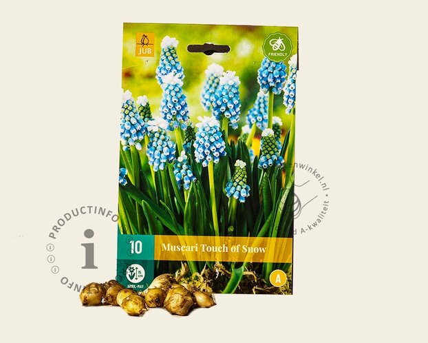 Muscari 'Touch Of Snow'