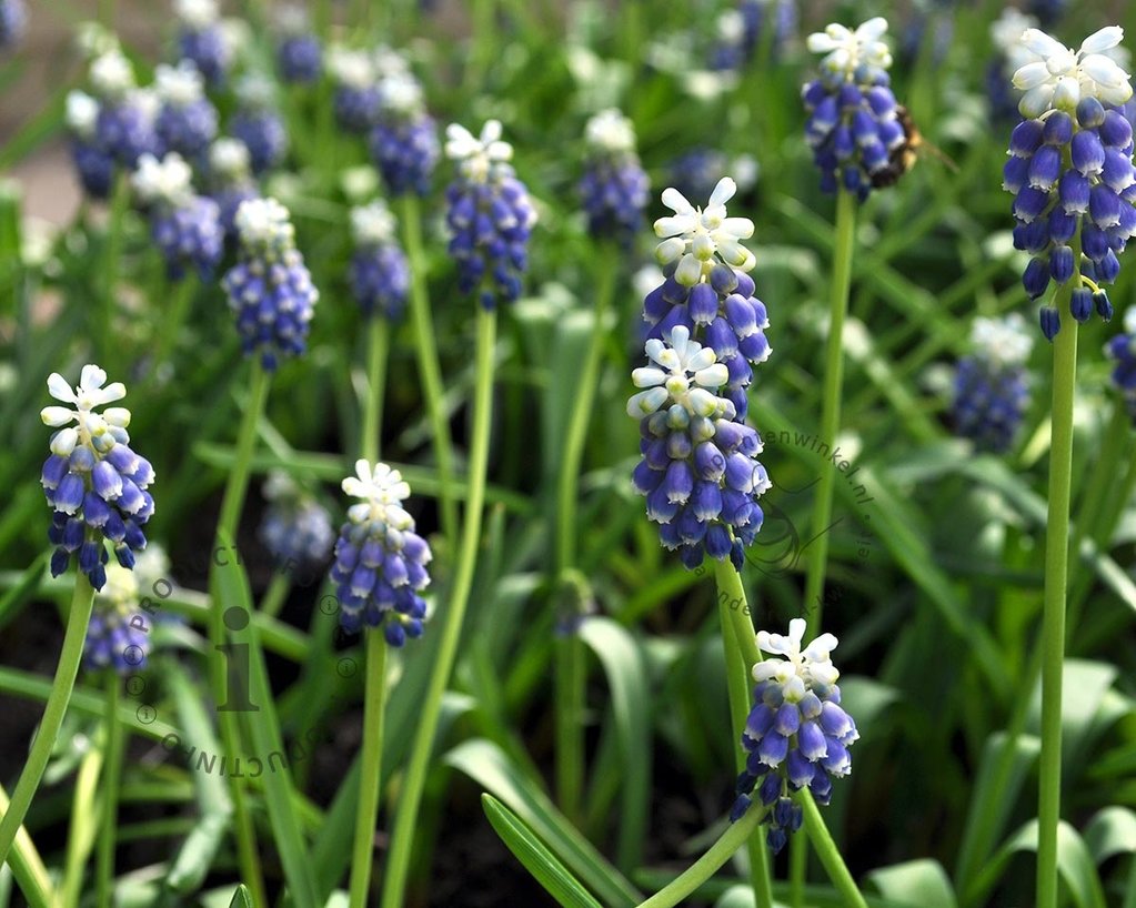 Muscari 'Touch Of Snow'