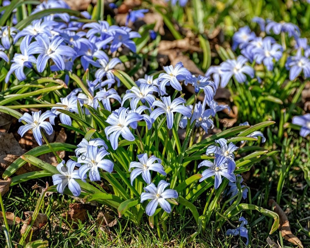 Chionodoxa luciliae