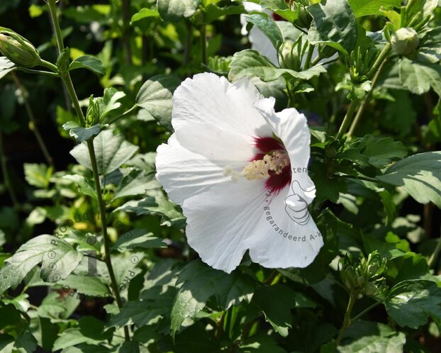 Hibiscus syriacus 'Red Heart'