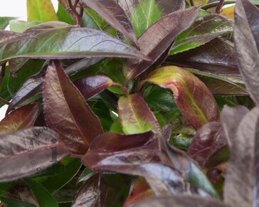 Leucothoe axillaris 'Carinella'