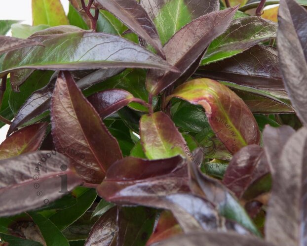 Leucothoe axillaris 'Carinella'