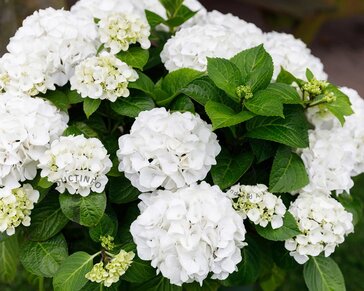 Hydrangea macrophylla 'Forever & Ever' (Wit)