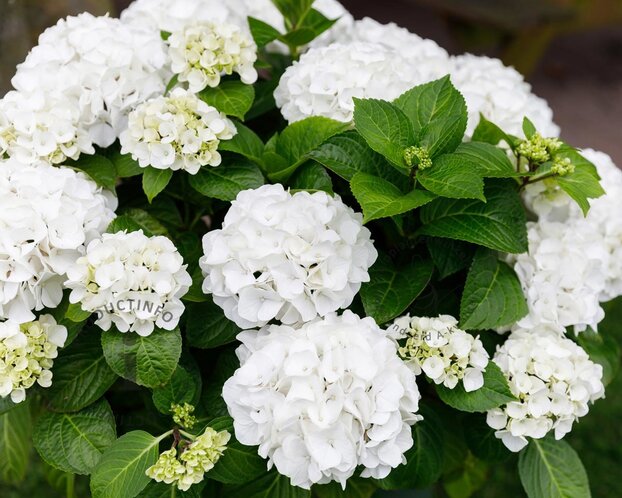 Hydrangea macrophylla 'Forever & Ever' (Wit)