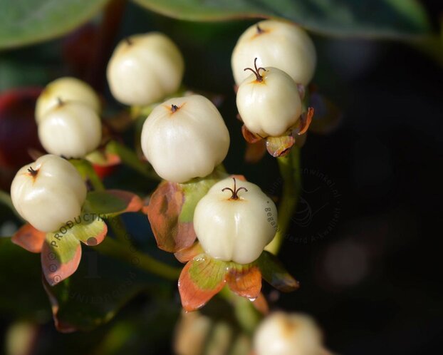 Hypericum 'Magical White'
