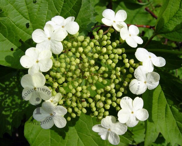 Viburnum opulus 'Compactum'