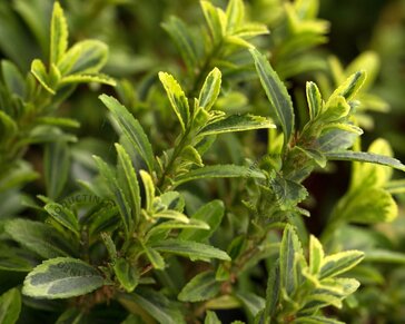 Euonymus japonicus 'Microphyllus Aureovariegata'