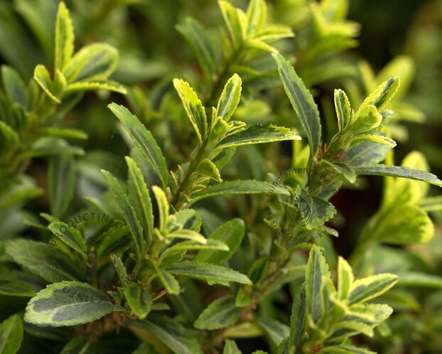 Euonymus japonicus 'Microphyllus Aureovariegata'