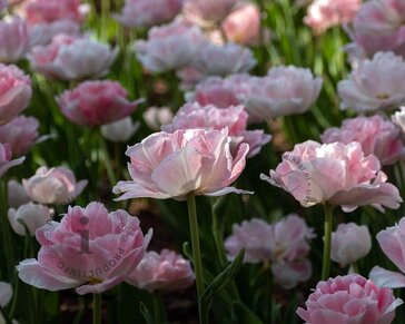 Tulipa 'Angelique'