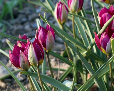 Tulipa 'Persian Pearl'