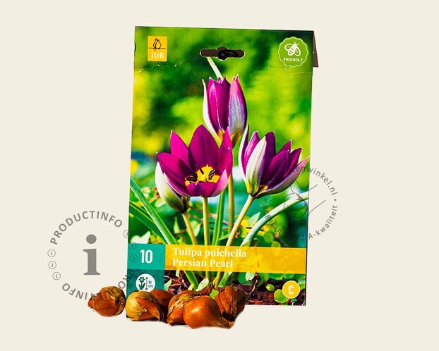 Tulipa 'Persian Pearl'