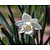 Narcissus 'Mount Hood'