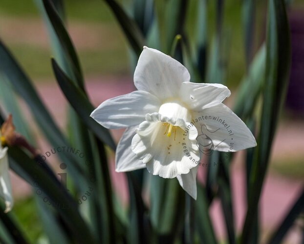 Narcissus 'Mount Hood'