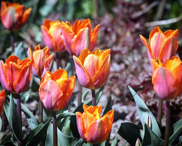 Tulipa 'Prinses Irene'