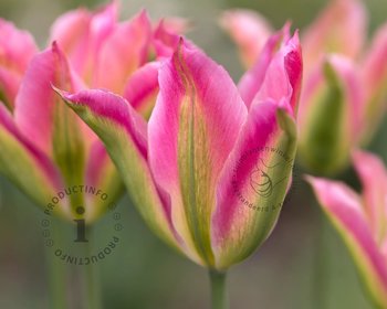 Tulipa viridiflora 'Groenland'