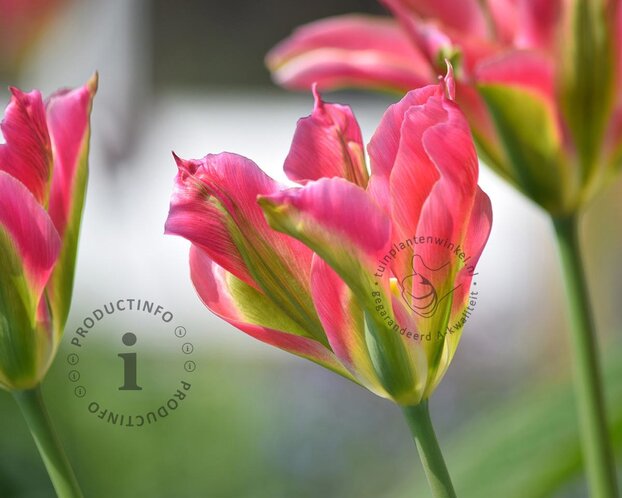 Tulipa viridiflora 'Groenland'
